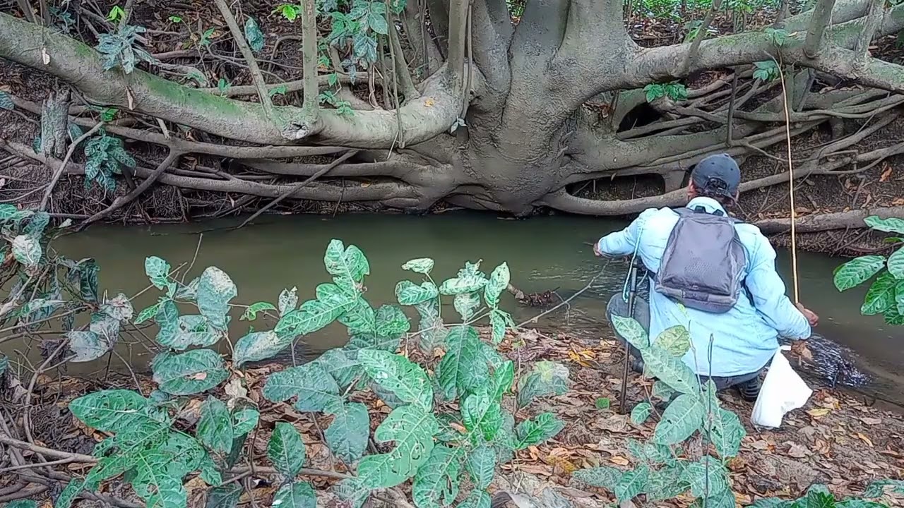 Pesca de vara de bambu no brejo desconhecido 