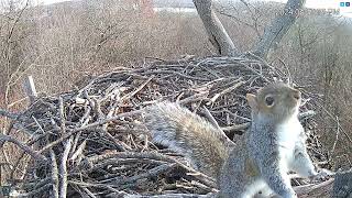 Hanover Eagles Live Cam   HDOnTap com — Mozilla Firefox 2024 12 07 14 20 51