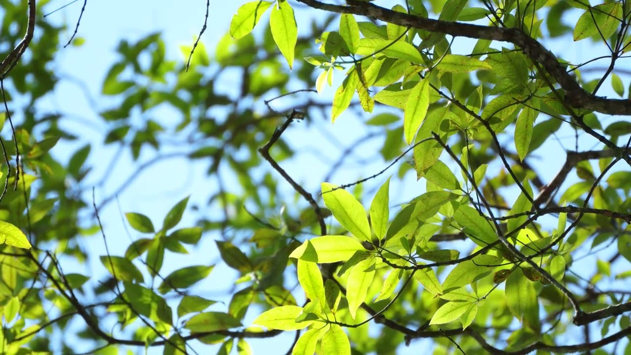 Healing Music Playlist with Gentle Classical Ensemble for Stress Relief 🌿