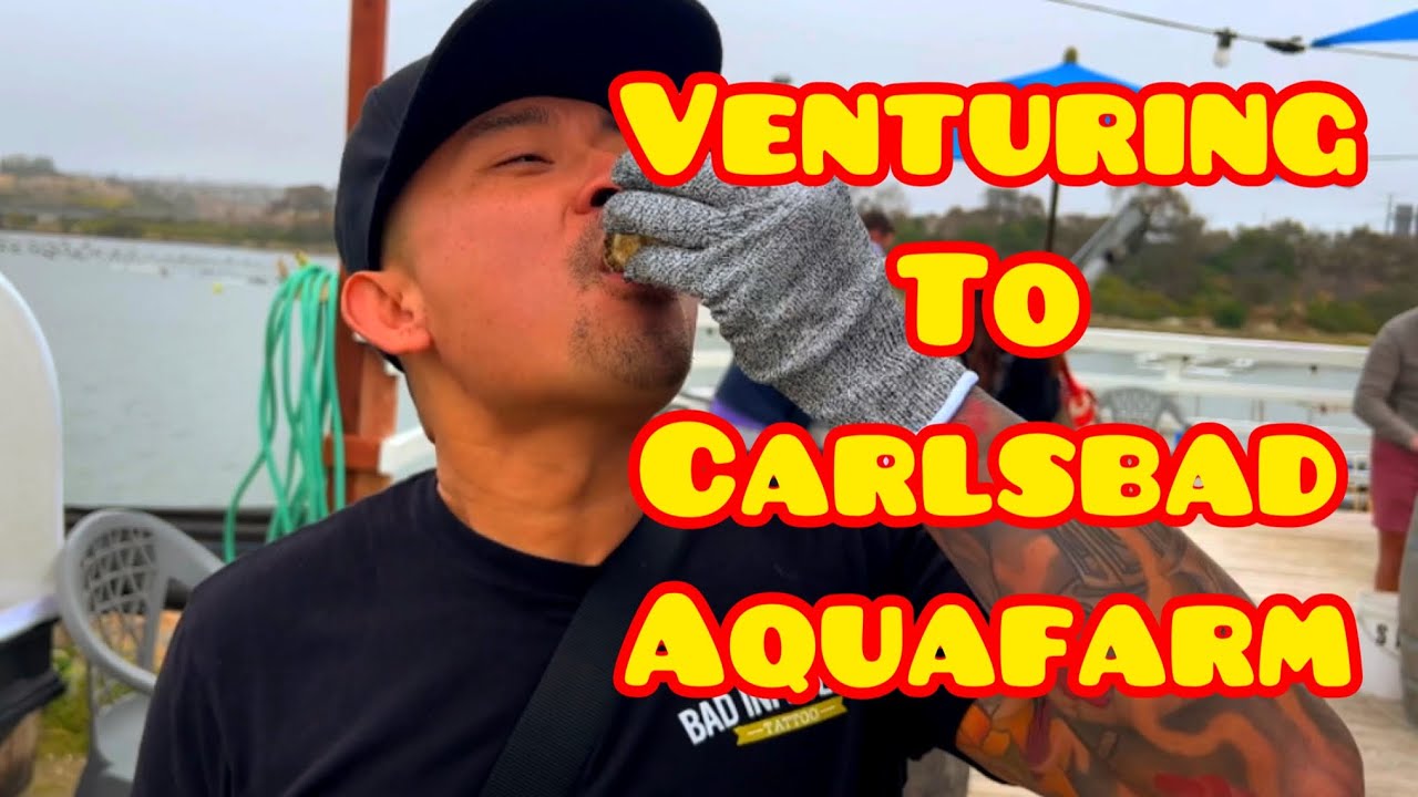 The ONLY Oyster Farm in San Diego CA YouTube