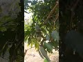 mango tree #farm#mangoes#shorts: