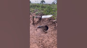 Simple DIY big snake trap using Knife#creativesnaketrap