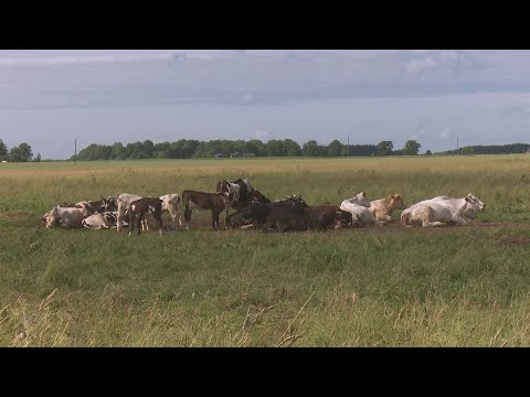 Video: Balodis Sāk Savu Kampaņu 