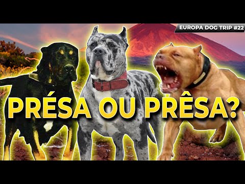 PRESA CANÁRIO MERLE, RED NOSE E BLACK & TAN PODE? / LEGENDADO | EUROPA DOG TRIP CCK #22