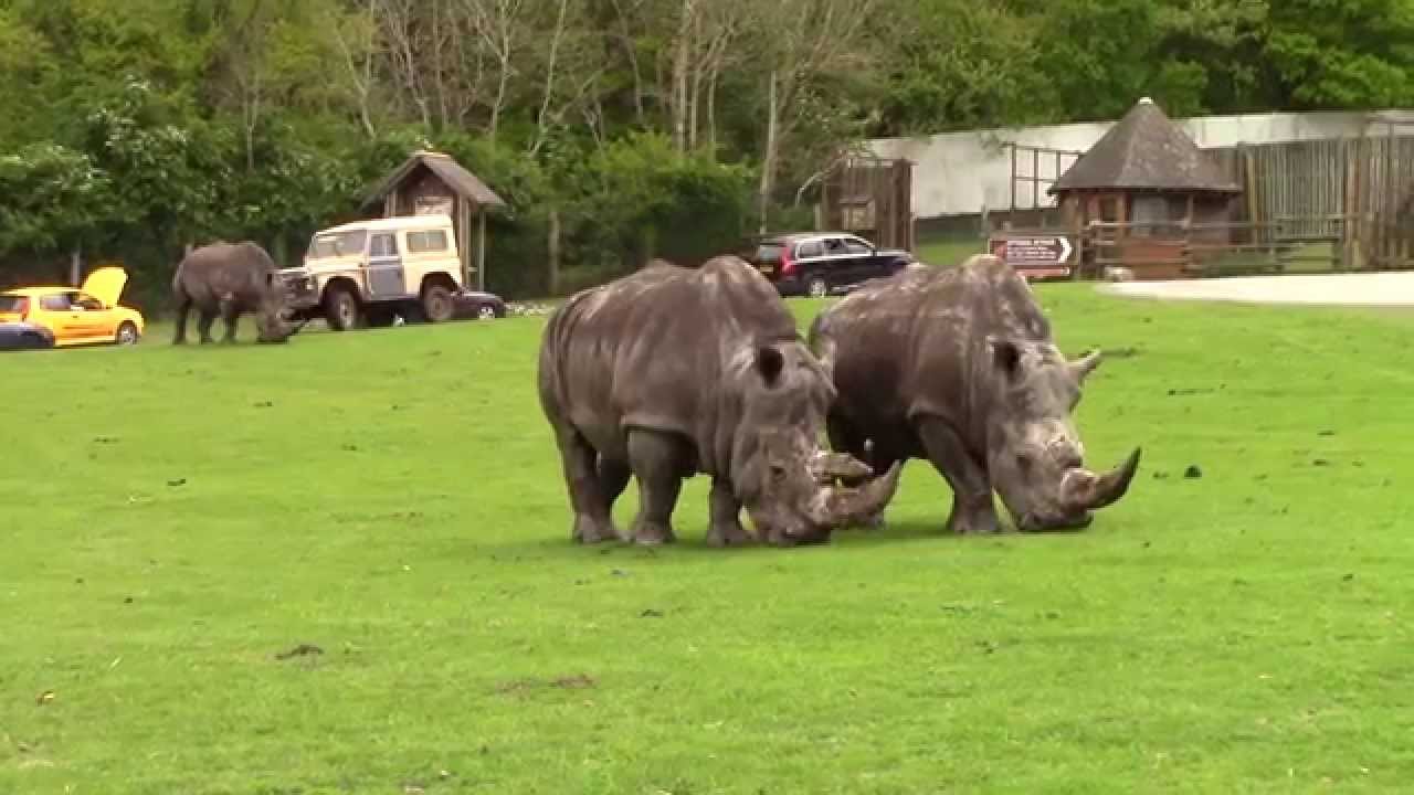 SHROPSHIRE LAND ROVERS RUN TO WEST MIDLANDS SAFARI PARK, MAY 2015 YouTube