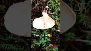 🌳Seta de Caña,🍄 Pleurotus eryngi, variedad ferulae.#shorts #fungi