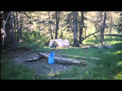 Backpacking dog, Irene in Mokelumne Wilderness