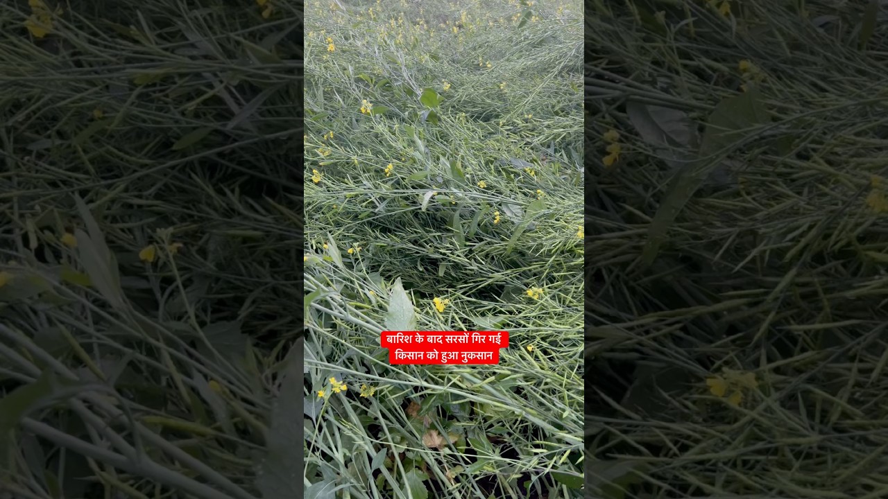 बारिश के बाद सरसों गिर गई किसान को हुआ नुकसान #agriculture #farming #farmer #khetibadi #kisan