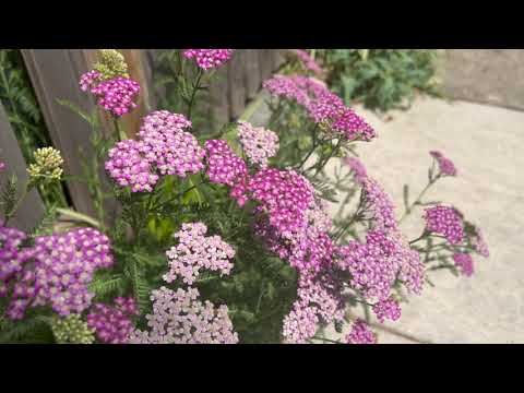 Video: Hardy Yarrow Plants - Lær om Ryllikvarianter for hager i sone 5