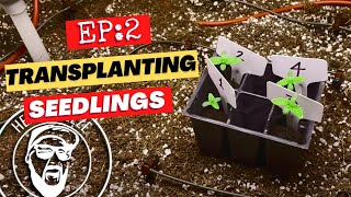 Transplanting the Seedlings | Pineapple Express #2 Grow Log (EP:2) - G13 Labs