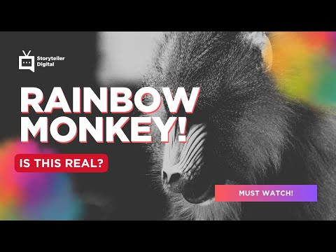 Planet Wild Mandrills | Storyteller Media