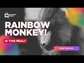 The Most Colourful Monkeys in the World | Storyteller Media