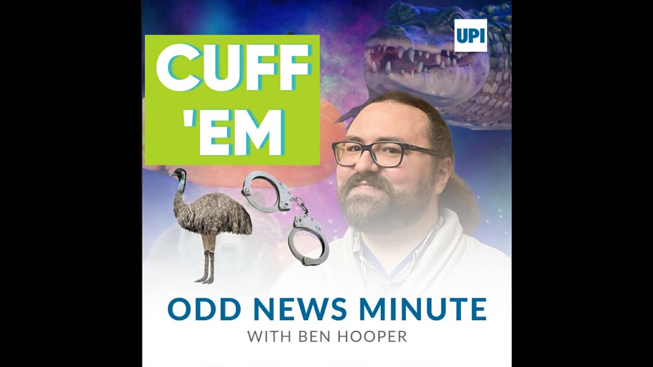 Emu in handcuffs, sock collector