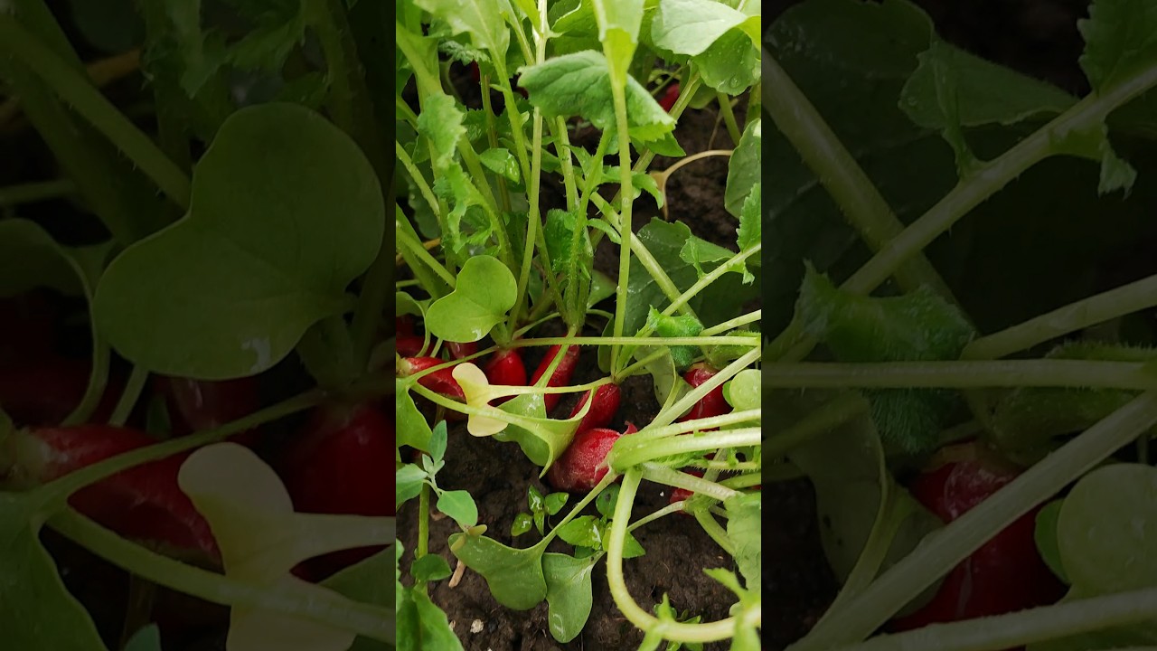 редиска 18 дней часть 2 #деревня #беларусь #жизньвдеревне #огород # ...