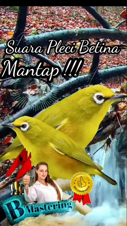 Suara Pleci Betina,Mantap !!