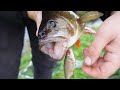 This is a Killer Method For Big River Perch!