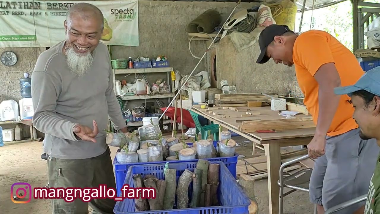 Cutting Grafting dari H. Zekky, Specta Farm - Pemanfaatan Limbah Pruning Menjadi ROOTSTOCK Alpukat