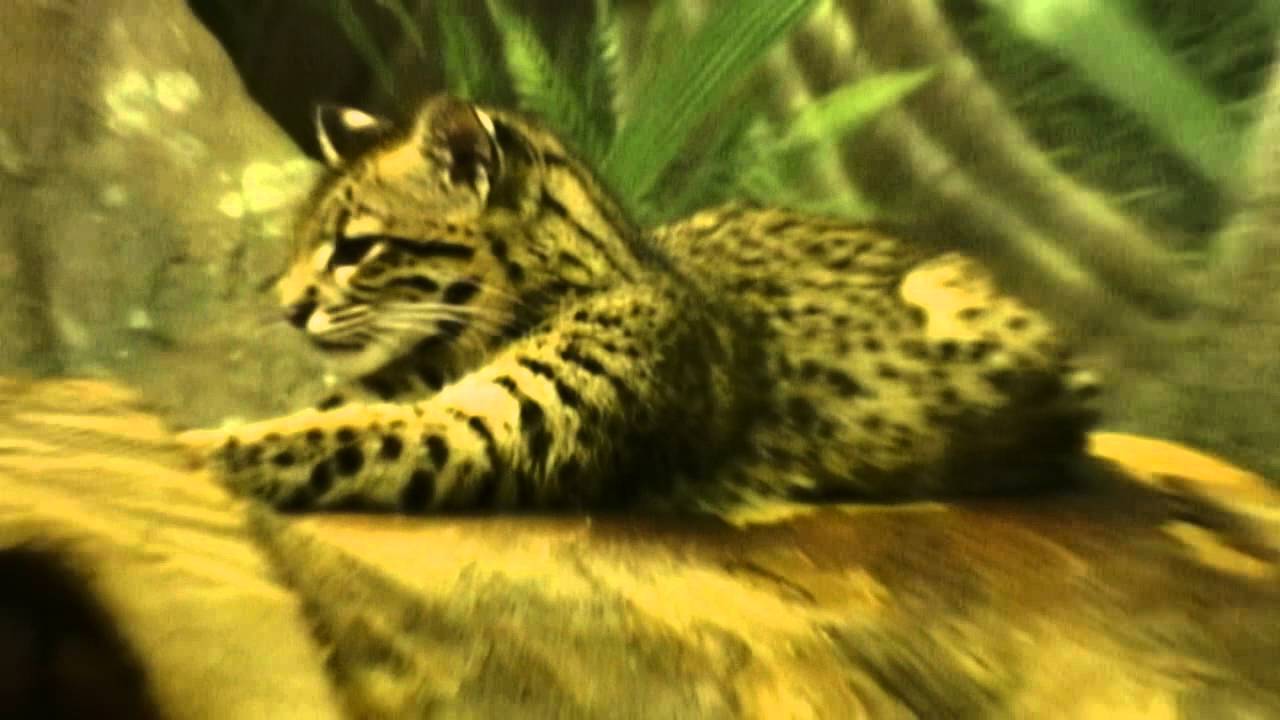 Fat White Lando -  Giant Cat