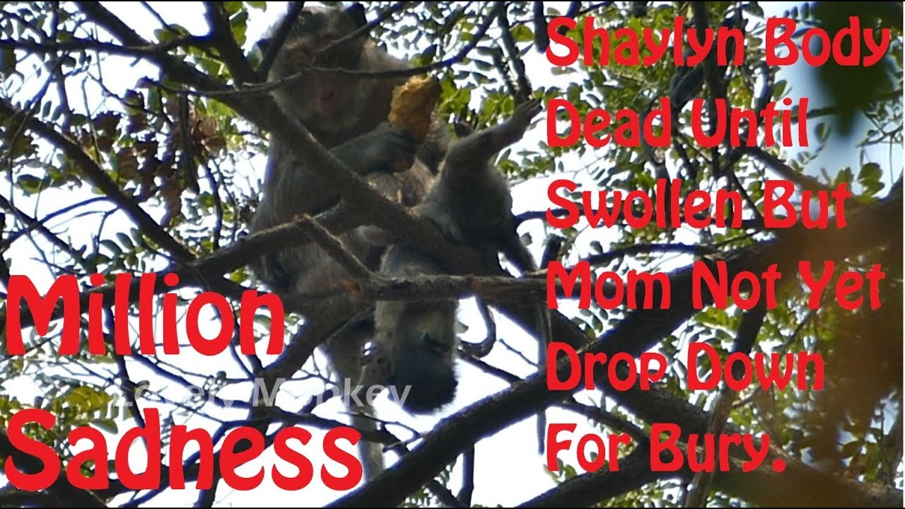 Sadness! Million Pitiful Mom Soshanna Not yet Drop Baby Down For Bury. Shaylyn Body Become Swollen.