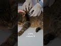 Ваша кошка стареет