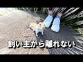 初めてのお散歩で飼い主の後を一生懸命ついてくるリスが可愛すぎる