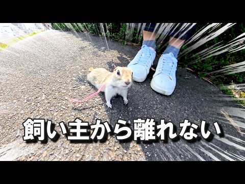 A squirrel diligently following its owner on its first walk is