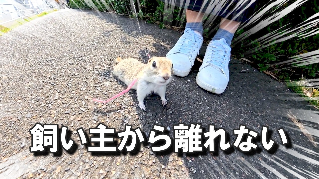 初めてのお散歩で飼い主の後を一生懸命ついてくるリスが可愛すぎる