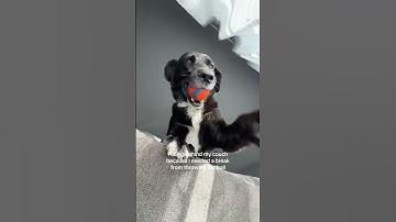 Hilarious Dog Hunts Human Down To Play Fetch!