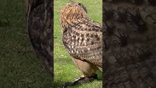 European Eagle Owl Jumps Up and the End #shorts #short