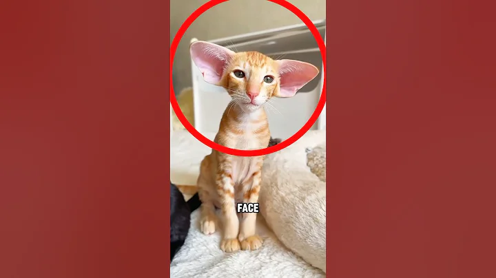 Watch the video about WHY THIS CAT HAS A BIG EAR?🤔🙀 #shorts