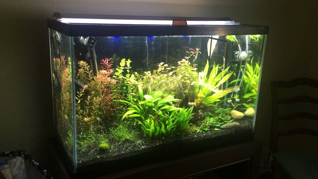 finnex planted thoughts 29g
