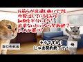 【スカッと猫ミーム】取引先部長の理不尽な要求を拒否！→翌日、100件超の着信で大騒ぎ #猫マニ #猫ミーム