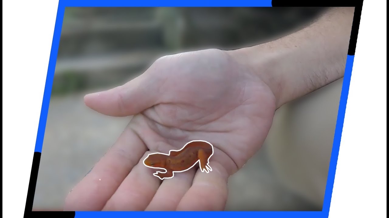 Wildlife And Fishing