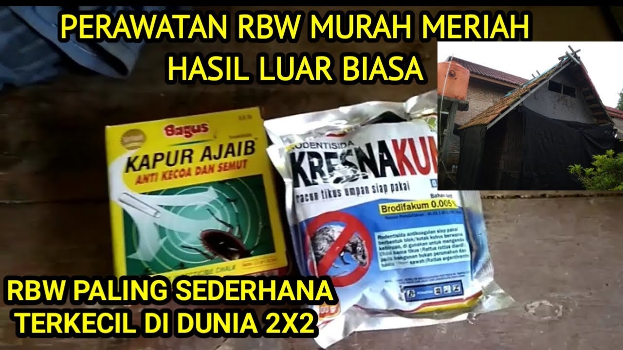 cara merawat rumah walet yang baik dan benar murah efektif RBW paling