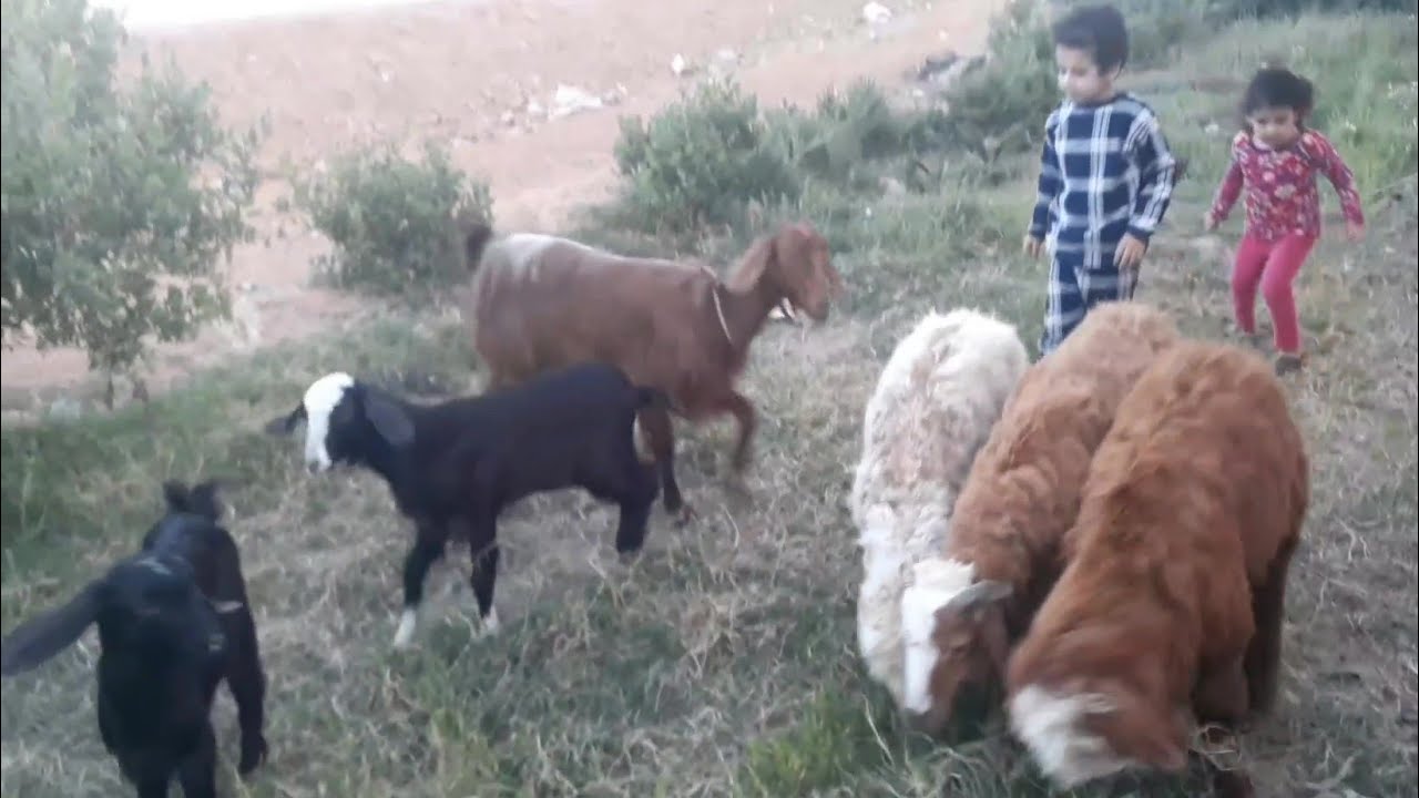 عشتنا بسيطة وحياتنا ماشية بالبركة مع روتين رمضانى مع الخرفان والماعز مشروع مربح وناجح للمبتدئين