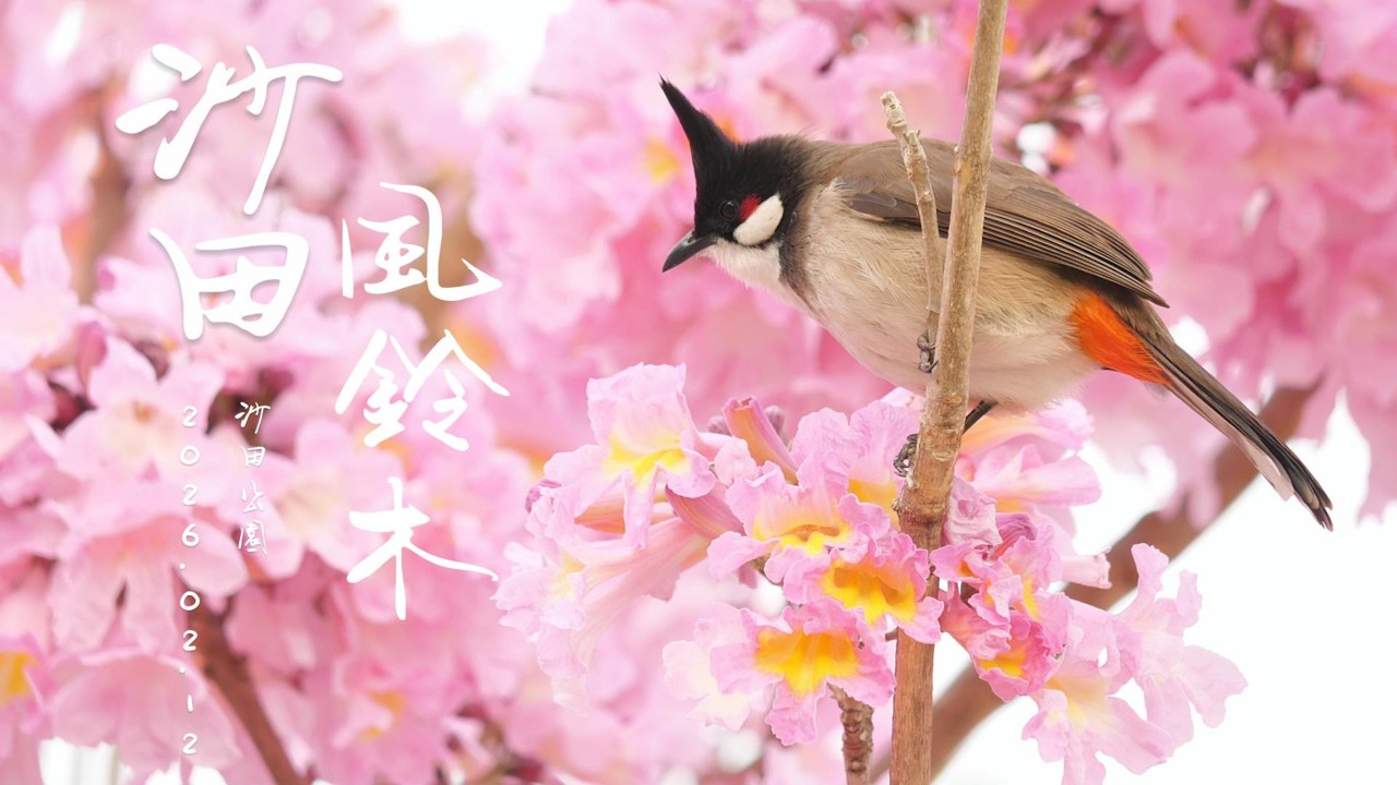 沙田公園 滿園春色#紫花風鈴木 鳥語花香 4K