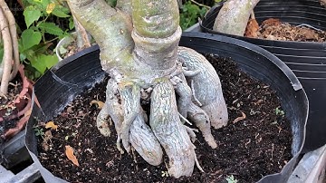 CÂY SỨ GIÂM CÀNH VÀ GHÉP NỐI | HOA SỨ LAI TẠO CÁNH KÉP (#CS56)