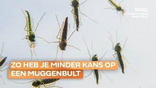 Zo ontsnap je de muggenterreur: 'Als je een ventilator aanzet, blijven ze uit de buurt'