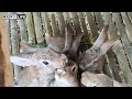 Mountain Life: How to Raise Goats, Ducks, Rabbits, Chickens, and Dogs Together | Farm Life