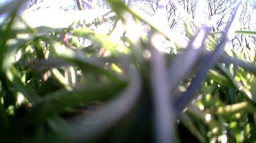 Hubsan H107D+ in the wind! (16mph Wind)