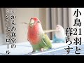 小鳥21羽と田舎暮らし かもめ食堂のシナモンロールと、森へ行く #007
