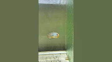 Em Trai Qua Móc Hủ Dùm Và Cái Kết #camcalahan #cacanh #calahan #longbatang