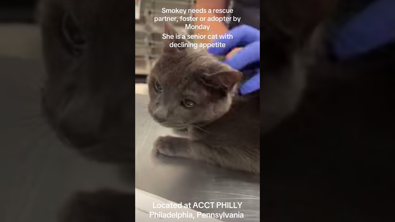 If you can rescue, foster or adopt Smokey please email lifesaving@acctphilly.org 