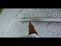 End of video