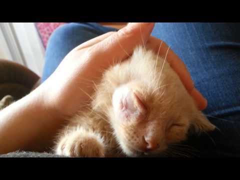 how-to-heal-a-cats-cut-without-a-vet