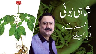 Shahi Booti For Everyone Benefits Of Ginseng How To Use Ginseng