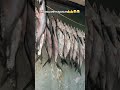 #рыбалка #рыба #fishing #fish #юмор #рекомендации #funny #прикол #балык