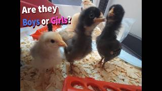 How to tell if you have male or female chicks  #chickens #babychicks #roosters #hens