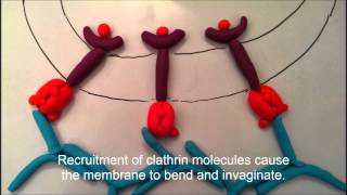 Clathrin mediated endocytosis
