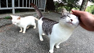 道端で出会った子猫達が可愛過ぎる